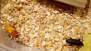 Зофобас - разведение. Куколки и новорожденный имаго.