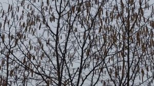 Радоница 2023. Поминальный день. Народные традиции и приметы. Что делать нельзя.