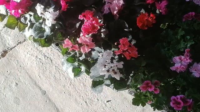 Цветочный рынок 24 11 21г  Обзор Ч1 горшечные растения смотреть онлайн