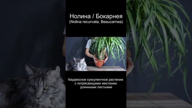 Растение "конский хвост" или "слоновая нога" #shorts