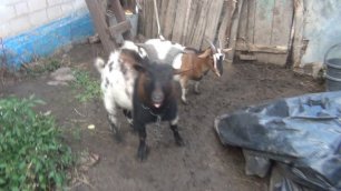 Покрытие камерунской козы