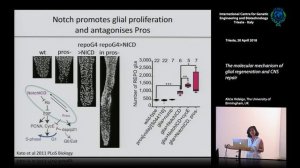 A. Hidalgo - The molecular mechanism of glial regeneration and CNS repair