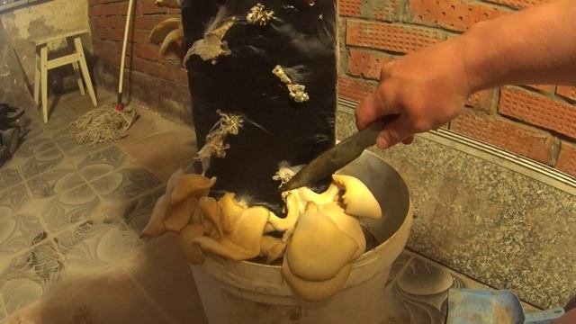 ДОМАШНИЕ ВЕШЕНКИ