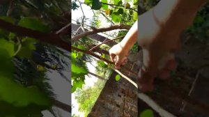 #UPLAND COTTON#GOSSYPIUM HIRSUTUM#In our garden#NATURAL SATISFYING SOUND