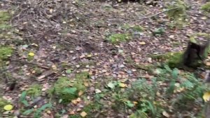 Шведский лес 43: зонтик девичий и другие грибы