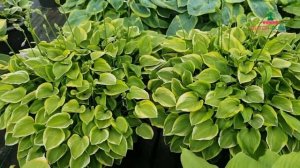 Hosta - Golden Tiara│Dutch-bulbs.com