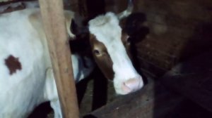 Корова не кроется.