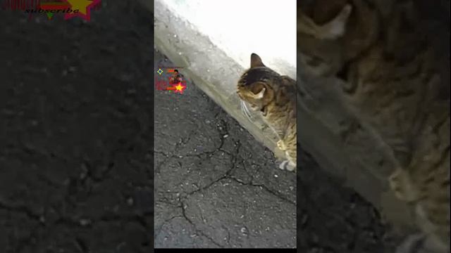 Буся очень любит внимание Мотя в Нирване Котики