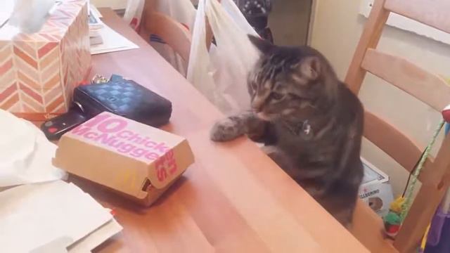 Как стать толстым котом smoservice, смосервис смотреть онлайн