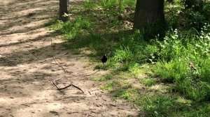 Черный дрозд или скворец?