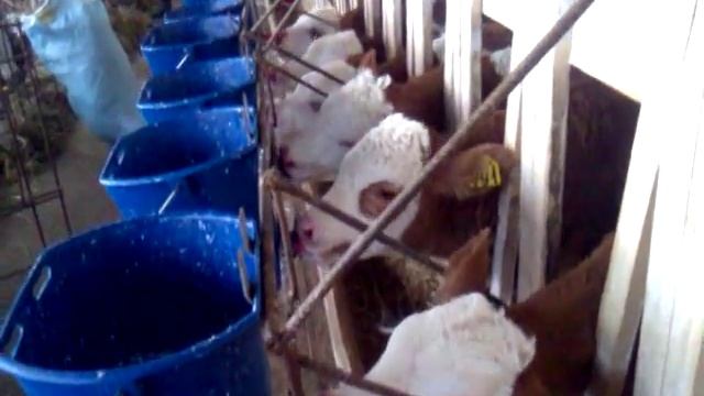 Телята. Порода симментал.