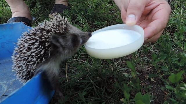 Бешенный ежик))) смотреть онлайн