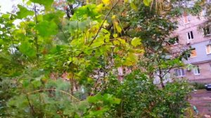 Дождливая Погода. Природа. Город Мариуполь Сегодня 2022