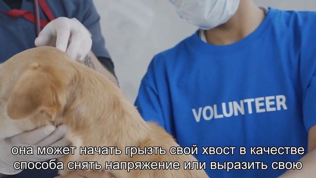 Интерпретация собачьих символов: почему собаки грызут свои хвосты?