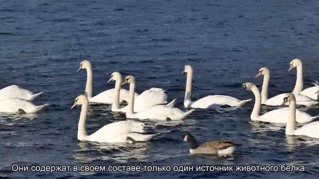 Чем кормить собаку при аллергии? смотреть онлайн