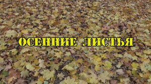 Осенние листья
