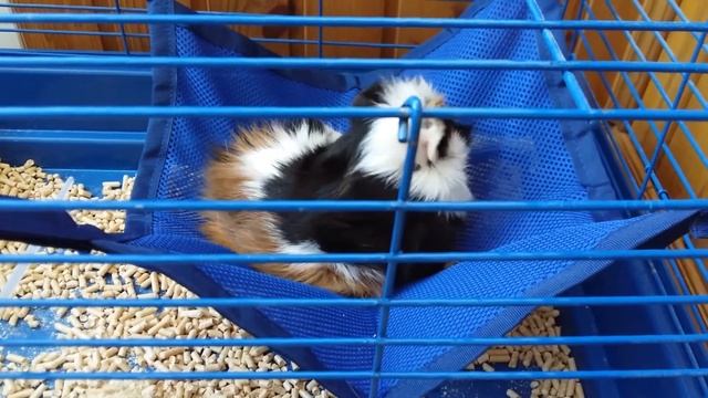 ГАМАКИ ДЛЯ МОЕЙ МОРСКОЙ СВИНКИ//VALERIA PINK смотреть онлайн