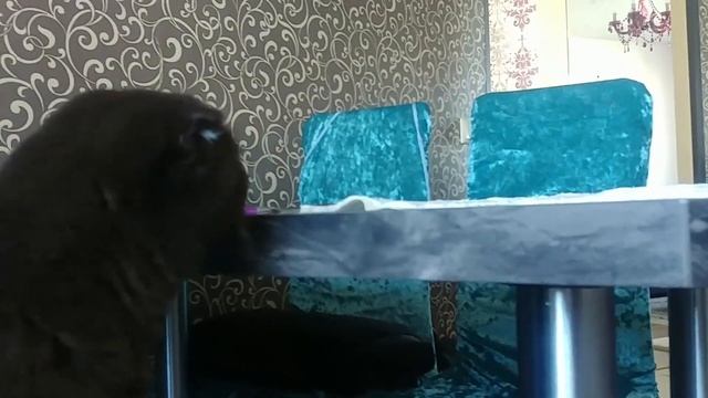 Творожно маковые рулетики из лаваша/Cottage cheese-poppy rolls/ROLLO con SEMILLAS de AMAPOLA смотреть онлайн