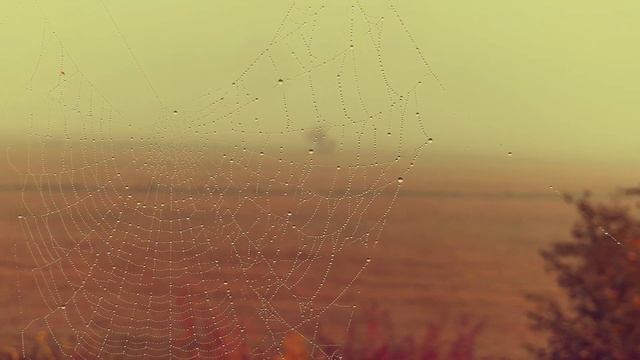 Halloween spooky piano mood смотреть онлайн