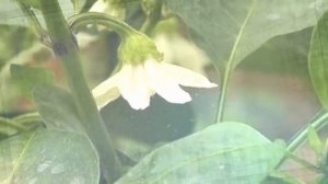 Не допускайте этих ошибок и вы всегда будете с урожаем сладкого перца. Дачные советы при выращивани