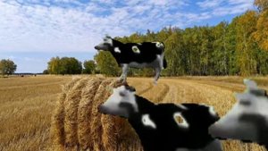 Польская корова и ещё три польских коровы идут по полю и поют песни 17 секунд.