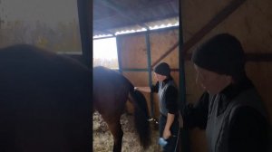 Лошадь дома. Мечта сбылась, что дальше? Режим дня лошади.
