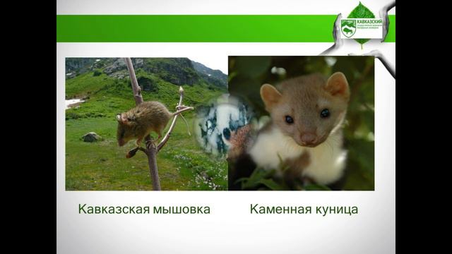 Заповедный мотив, заповедная даль