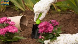 Садовые хризантемы: посадка, уход и подготовка к будущей зиме