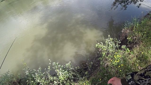 рыбалка на кубани рыбалка на реке кубань рыбалка на сома рыбалка варениковская  варениковка Кубань
