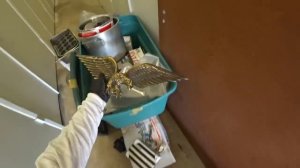 Два лота на аукционе.  Мусор и Золото.