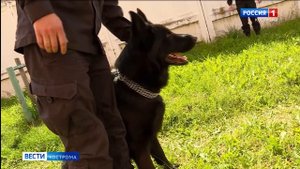 Собачья работа: костромские кинологи со своими питомцами не сидят на месте даже в свой праздник