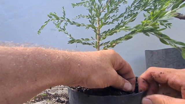 Bonsai - Acacia Sticky Wattle from Cutting: Part 1 смотреть онлайн