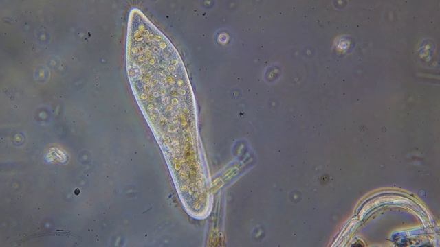 Инфузория туфелька смотреть онлайн