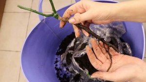 Розы, многолетники, бордюры. Лапчатка непальская. Тимьян.