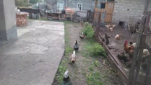 Едят ли вьетнамские вислобрюхие поросята траву?