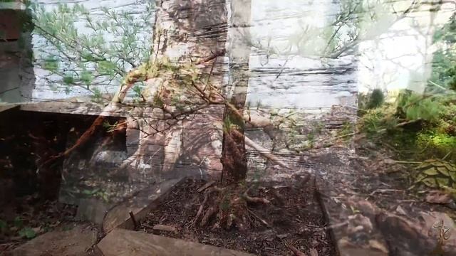 Живое дерево и экологичные материалы в саду