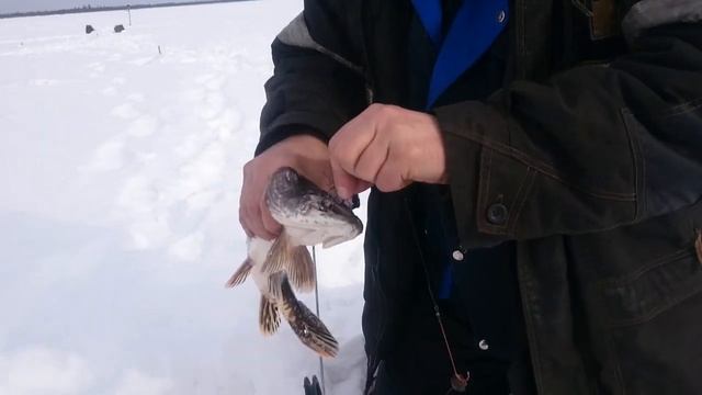 Рыбалка Игорь День рождения! смотреть онлайн