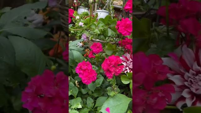 Пеларгонии! Малиново-Красная роскошь цветов! Pelargonium in my garden in London  #Shorts