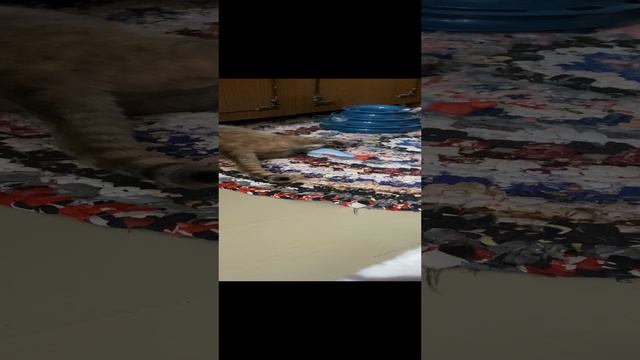 Мелисса Киса