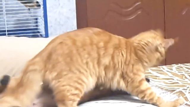 Мейн кун Шерлок и такса Дели смотреть онлайн