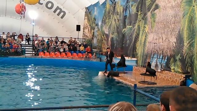 Выступление морских котиков (часть 1) - Московский дельфинарий в Ульяновске