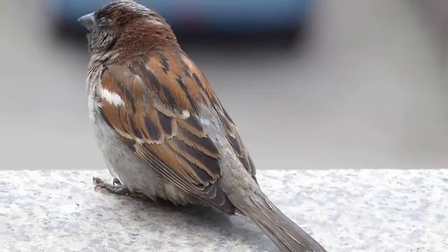 факты о воробьях смотреть онлайн