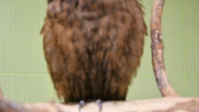 Няшим фантастических тварей перед отъездом. Сова купается, коты наглаживаются, борзюки зубастятся. смотреть онлайн