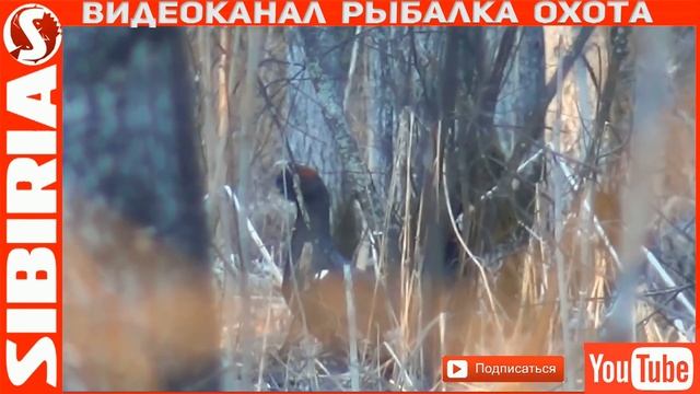 СИБИРИЯ - рыбалка, охота, природа ПОДПИСЫВАЙСЯ и наслаждайся СИБИРИЯ