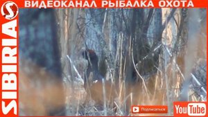 СИБИРИЯ - рыбалка, охота, природа ПОДПИСЫВАЙСЯ и наслаждайся СИБИРИЯ