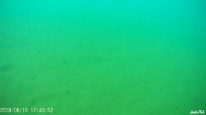 ЧЕРНОМОРСКАЯ РАПАНА,ЭТО ВРЕДИТЕЛЬ ЧЁРНОГО МОРЯ