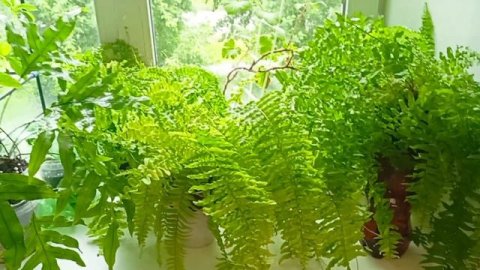 комнатные растения: алаказии убираю с фитильного полива