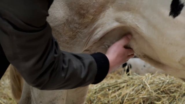Методика проведения линейной оценки КРС голштинской породы