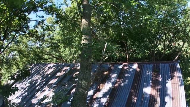 Solo Speed Line Tree Removal смотреть онлайн