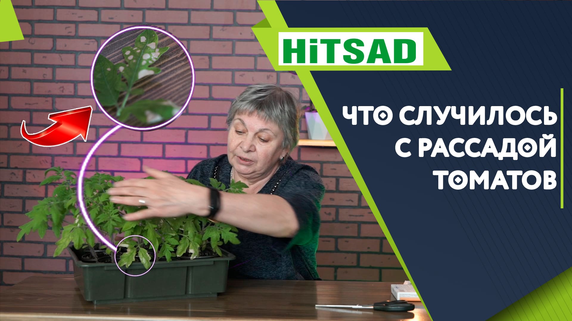 ОСТОРОЖНО! Болезни рассады томатов ?